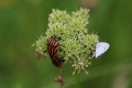 Eteroptere_Graphosome raye